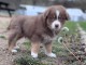 Magnifique chiot berger australien 
