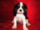 Chiot husky cavalier king charle 