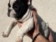 adorable chiot bouledogue fran&ccedil;ais &agrave; donner 