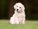 2. &Agrave; vendre : Adorable chiot Golden Retriever &ndash; Snow