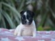 chiot bouledogue fran&ccedil;ais &agrave; donner adorable 