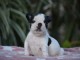 magnifique chiot bouledogue fran&ccedil;ais 