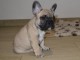 je donne chiot bouledogue fran&ccedil;ais femelle 
