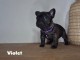 &agrave; adopter chiot bouledogue fran&ccedil;ais 