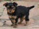 je donne chiot Yorkshire femelle 