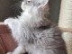 magnifique chaton maine coon 