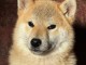 adorable chiot de Shiba inu a donner femelle 