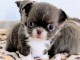 magnifique chiot chihuahua femelle 