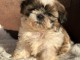 adorable chiot Shih Tzu a donner 