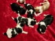 Magnifique chiot cavalier king charle disponible 