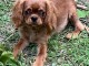 Je donne des chiots cavalier king charle disponible 