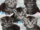 annonce chaton Maine coon 