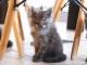 magnifique chaton maine coon 