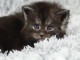 maine coon a vendre Mal 