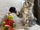 adorable chaton Maine coon disponible 