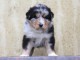 adorable chiot berger australien disponible 