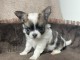 chiot chihuahua femelle a donner 