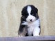 adorable chiot berger australien disponible 