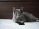 adorable chaton ch&acirc;treux disponible 