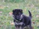 je donne des chiots berger allemand 