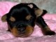 magnifique chiot Yorkshire 