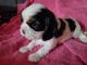 b&eacute;b&eacute; chiot cavalier king charle disponible 