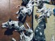 b&eacute;b&eacute; chiot dalmatien magnifique 