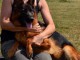 je donne des chiots berger allemand 