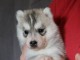 je donne chiot husky sib&eacute;rien 