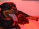 je donne des chiots rottweiler disponible 