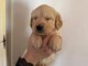je donne chiot golden retriever m&acirc;le 
