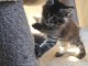 Adorable chaton Maine coon 