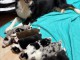 chiot berger australien pour saillie 