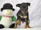Chiot pinscher nain disponible pour compagnie 