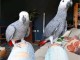 Coupl&eacute; perroquet gris du Gabon pour saillie 