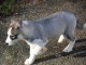 Magnifique chiot husky sib&eacute;rien adorable 