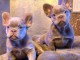 Dons chiot bouledogue fran&ccedil;ais 