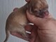 Chiot chihuahua femelle a donner 