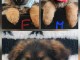 Annonce chiot berger allemand disponible 