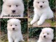 Magnifique chiot samoy&egrave;de a donner 