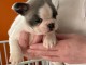 Chiot bouledogue fran&ccedil;ais &agrave; donner 