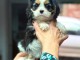 Chiot cavalier king charle femelle a donner 