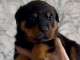 &Agrave; partir chiot rottweiler m&acirc;le adorable 