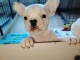 Chiot type bouledogue fran&ccedil;ais 