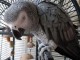 Perroquet gris du Gabon a vendre 
