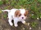 Chiot cavalier king charle disponible 