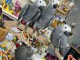 &Agrave; adopter perroquet gris du Gabon 