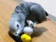 Perroquet gris du Gabon pour bonne maman 