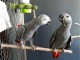 Coupl&eacute; perroquet gris du Gabon pour saillie 