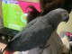 Je vends perroquet gris du Gabon femelle 